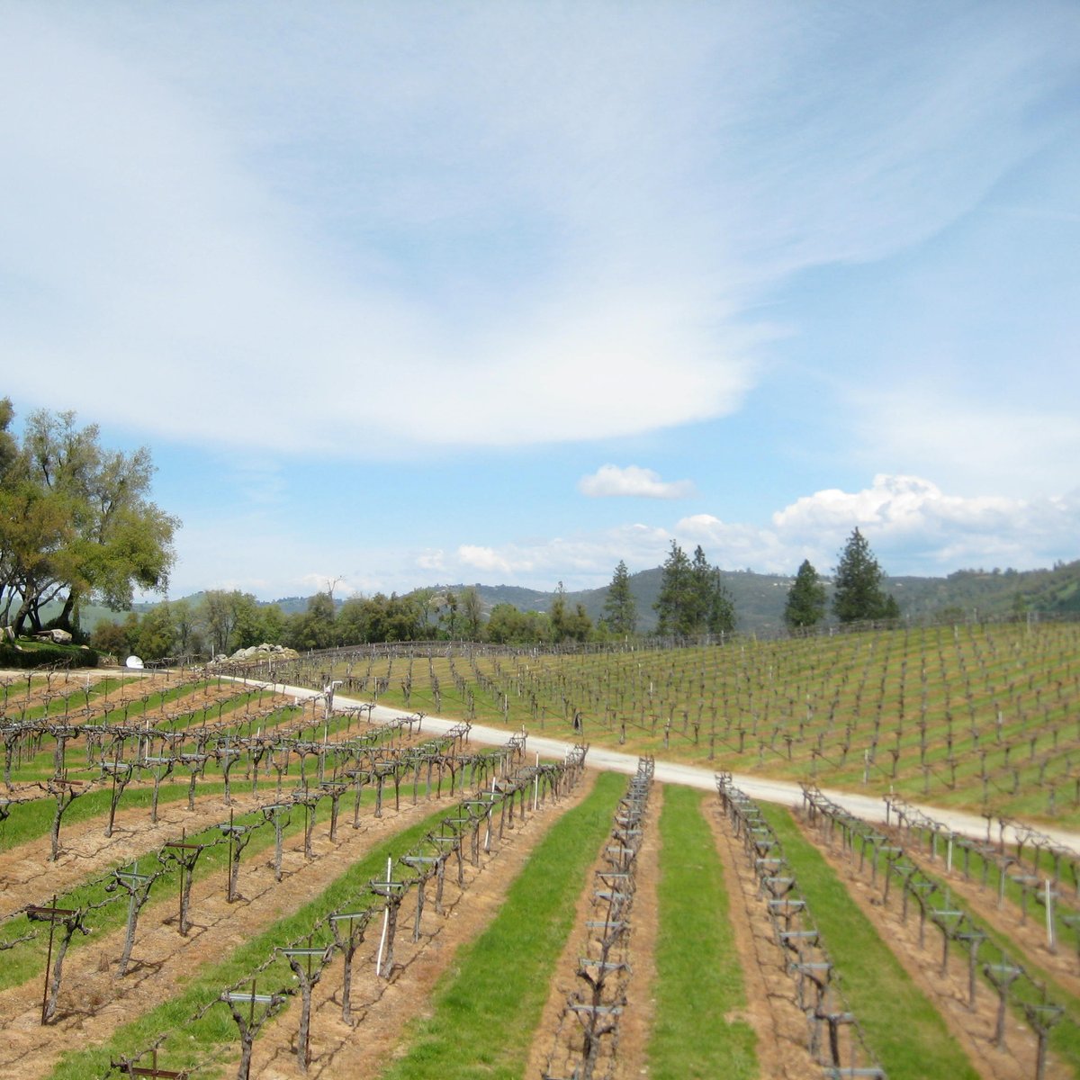 GOLD HILL VINEYARD (Placerville): Ce qu'il faut savoir