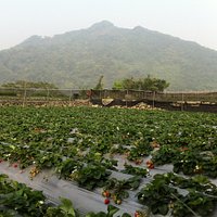 Strawberry fields among Miaoli's mountains