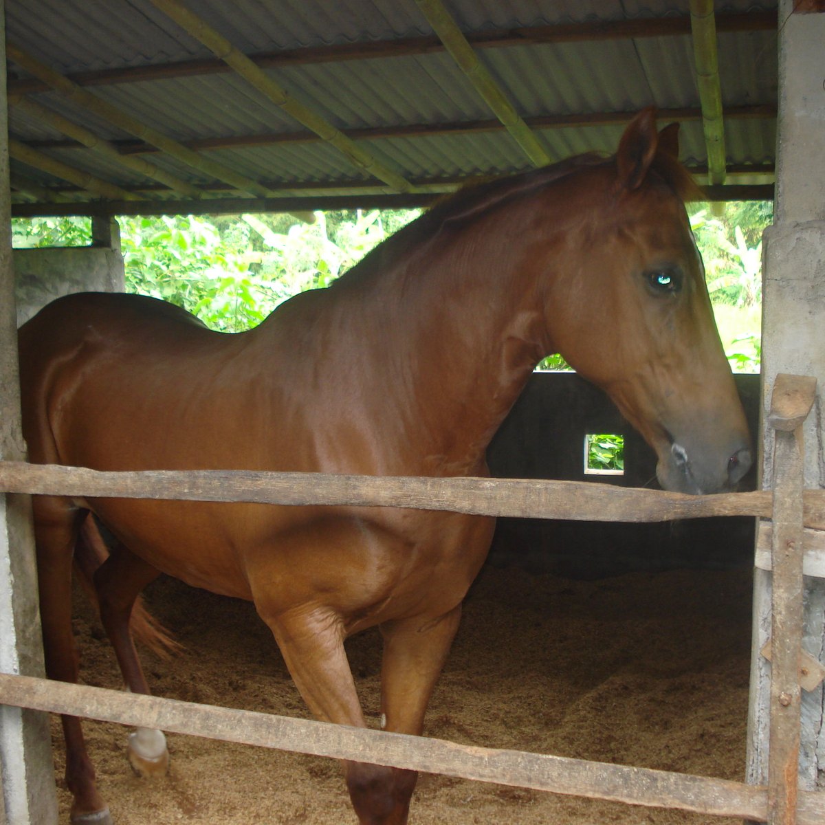 Kuda P Stables, Табанан: лучшие советы перед посещением - Tripadvisor