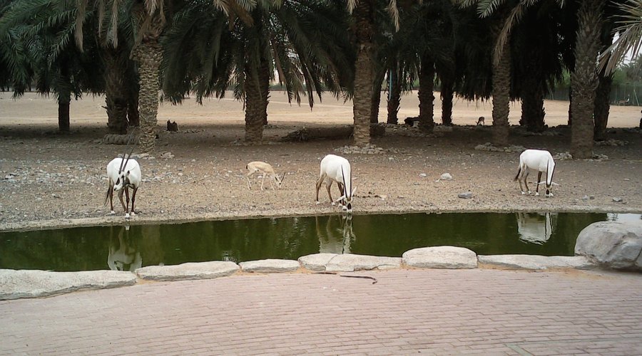 Arabian Wildlife Centre à Sharjah