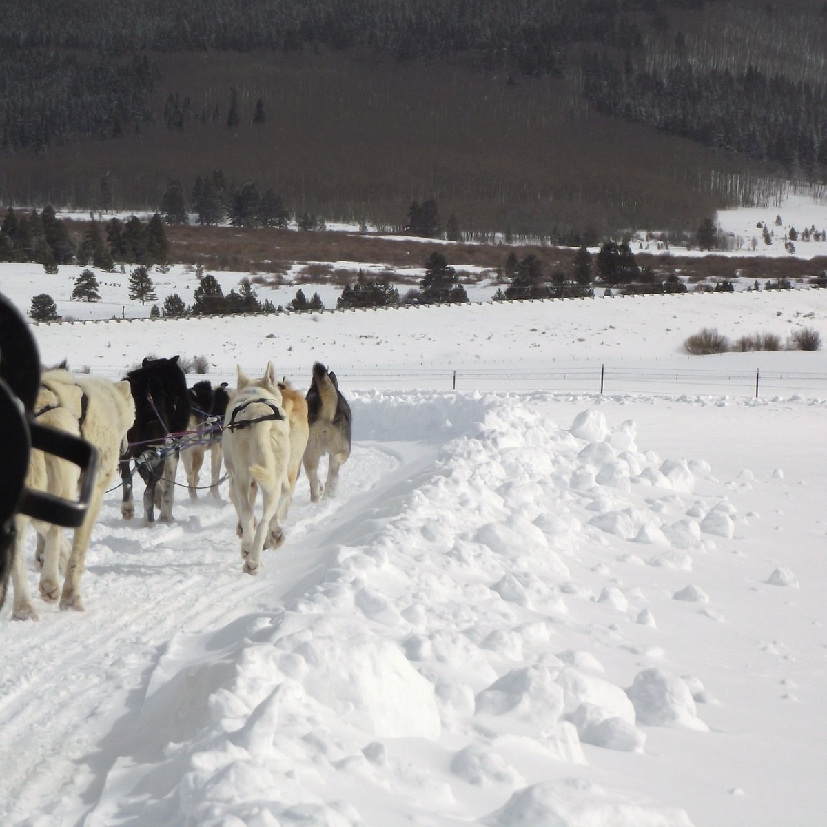 Dog Sledding in Summit County (Leadville) - All You Need to Know BEFORE
