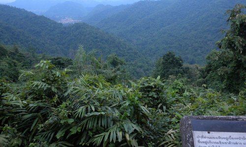 forest view
