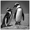 Pinguins_33
