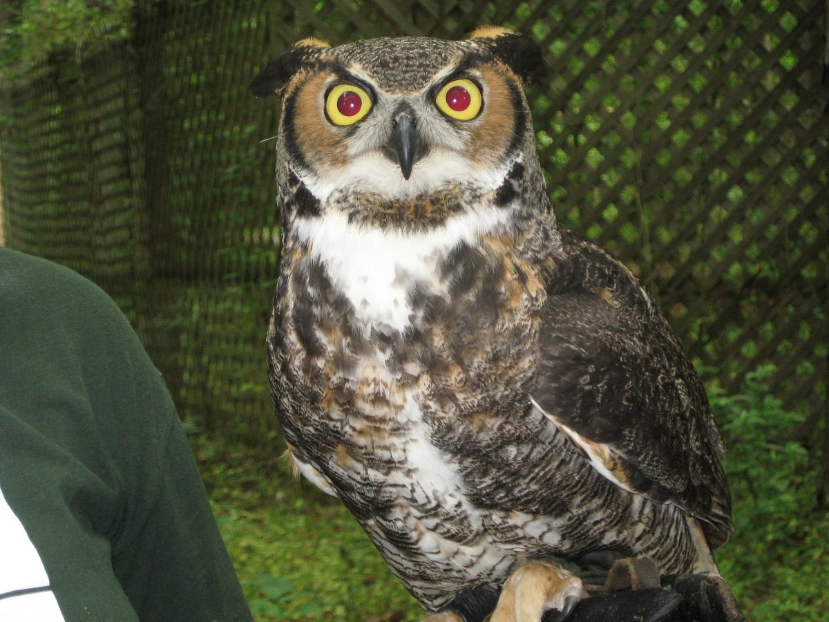 CAROLINA RAPTOR CENTER CAROLINA DEL NORTE ESTADOS UNIDOS