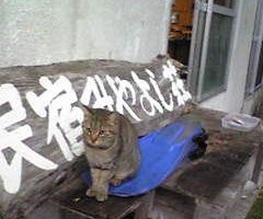 宿の猫