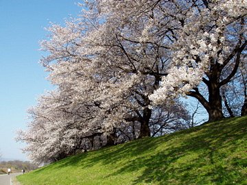 21 年日本八幡市的旅遊景點 旅遊指南 行程 Tripadvisor