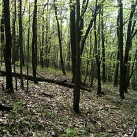 on the bluebird trail