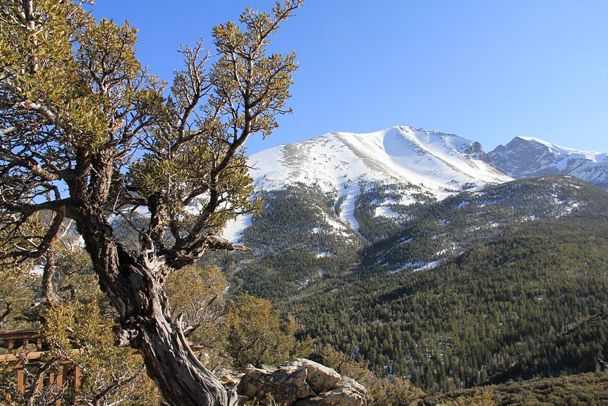 Ходжа бейкера. Great basin National Park.