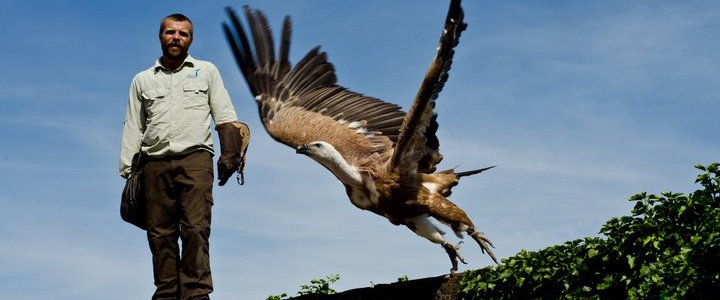 A vulture takes flight