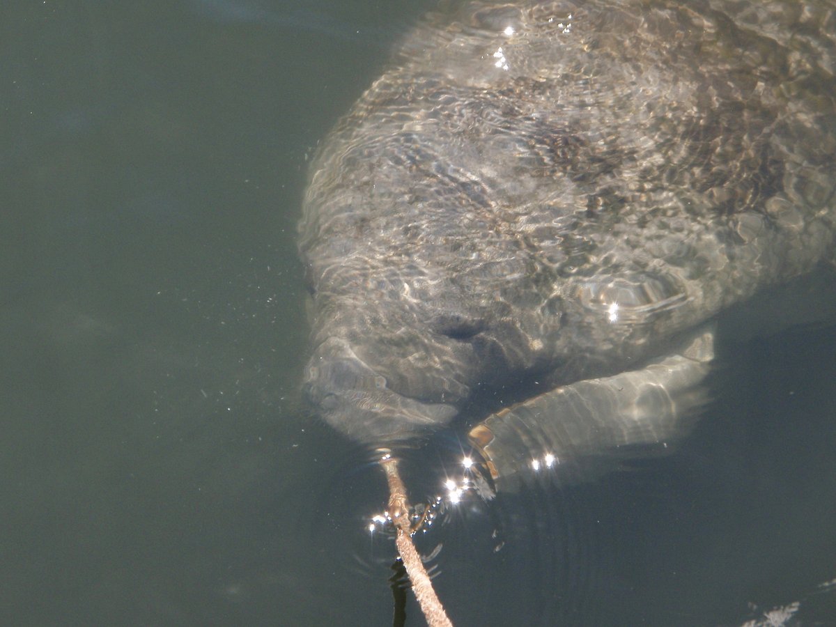 Manatees In Paradise (Crystal River) - All You Need to Know BEFORE You Go