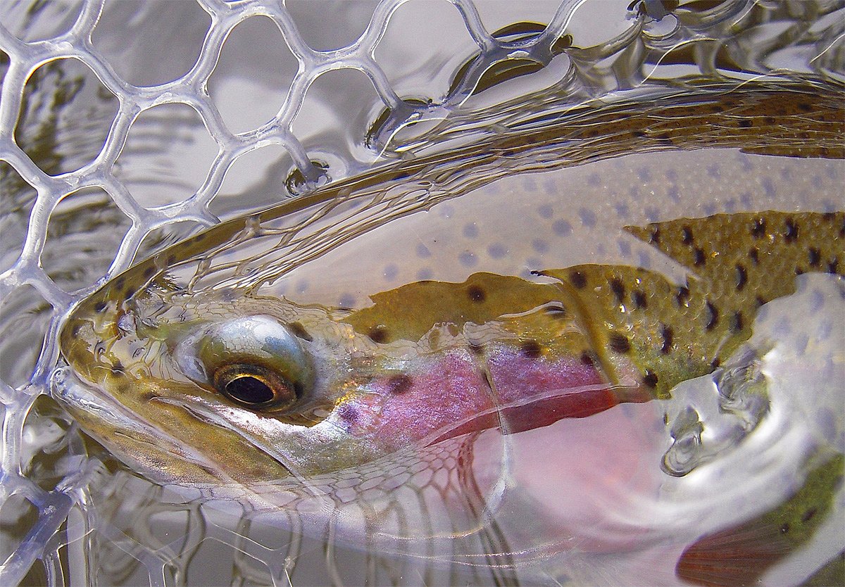 20” fat boy out of the South Platte. Caught on Dynamic HD Trout