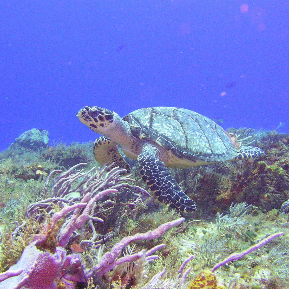 Diving Adventures (Cozumel) - All You Need to Know BEFORE You Go