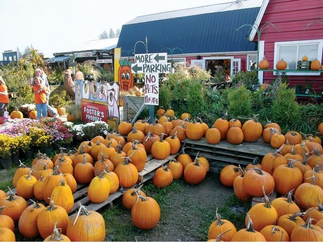 Foster's Produce and Corn Maze image