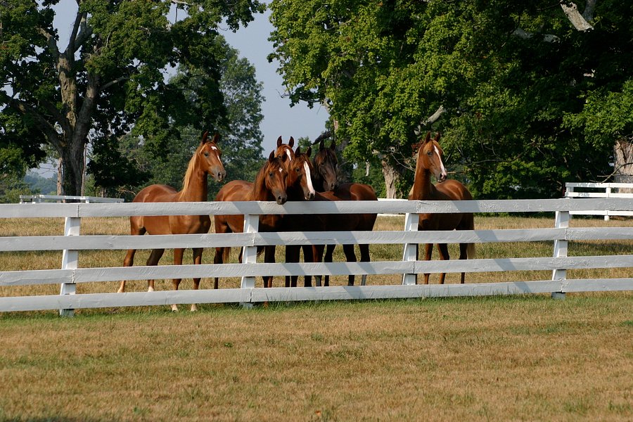 horse farm tours shelbyville ky