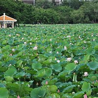 Lotus field