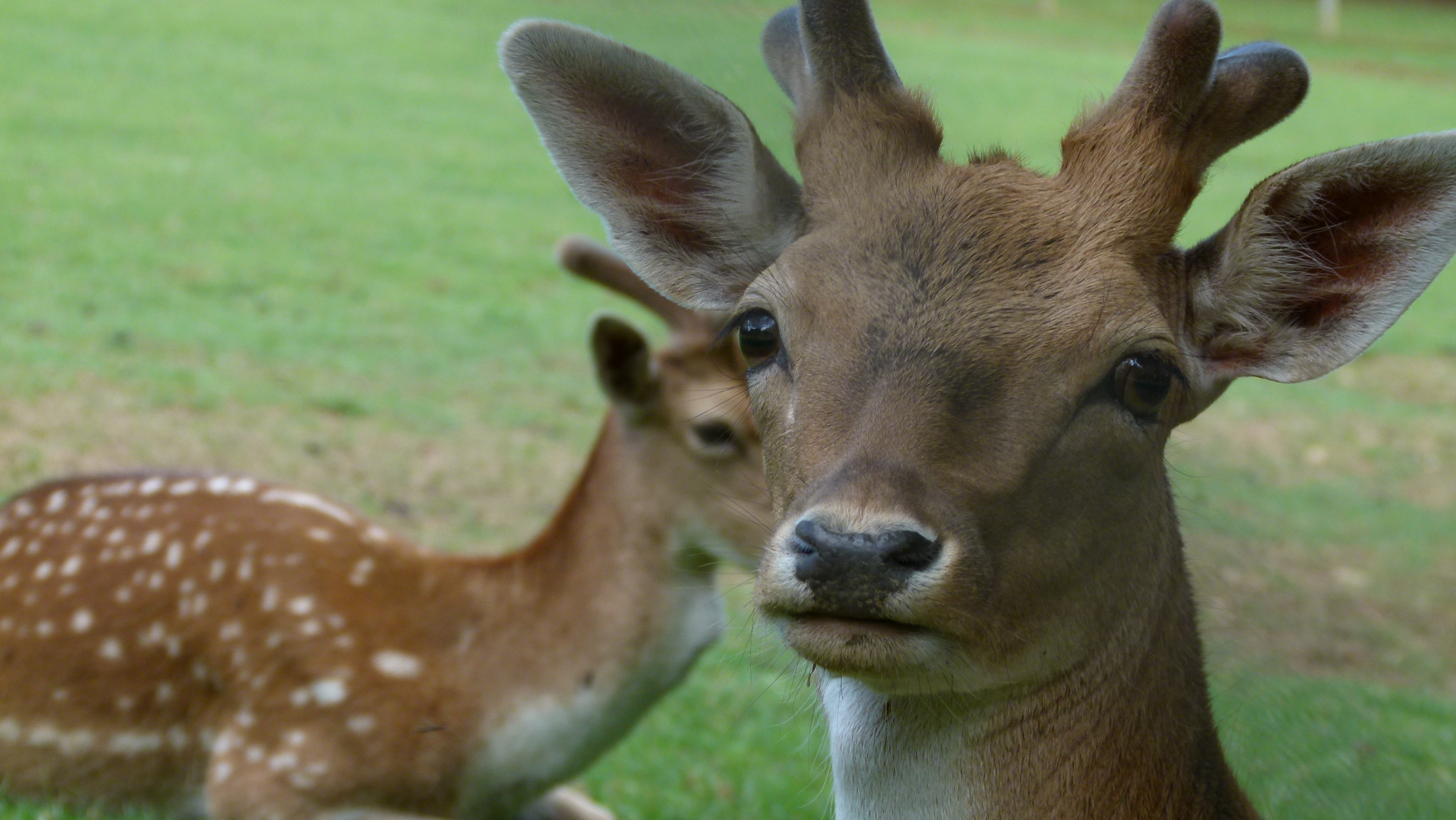 I migliori zoo e acquari in Provincia di Arezzo AGGIORNATO 2024