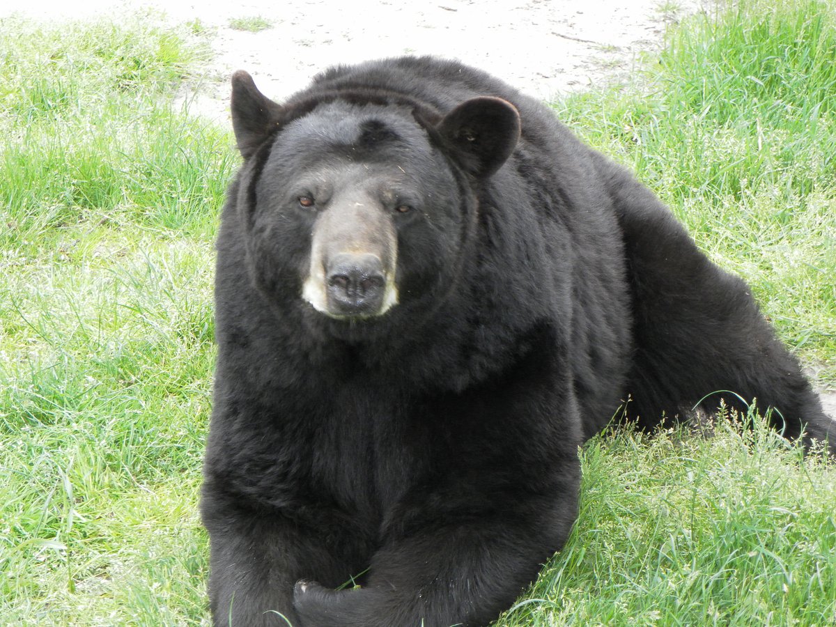 https://dynamic-media-cdn.tripadvisor.com/media/photo-o/01/e7/38/12/the-bear.jpg?w=1200&h=-1&s=1