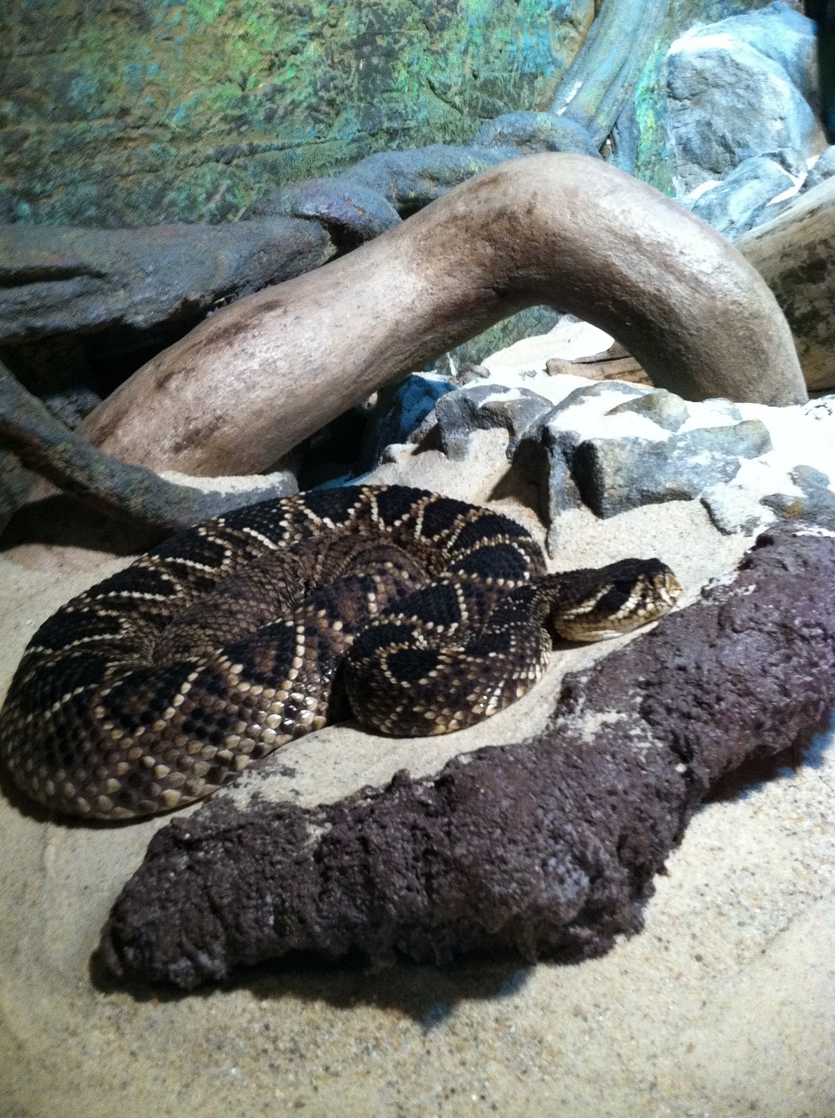 Tripadvisor Cape Fear Serpentarium