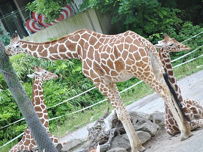 La girafe hauteur de ponts gratuit