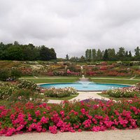 View over the roses
