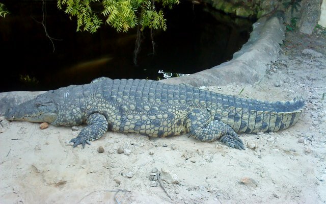 Big daddy