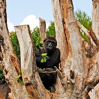 El gorila Kabuli en el árbol