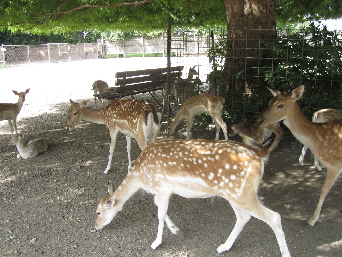 Explore the Enchanting Pymatuning Deer Park