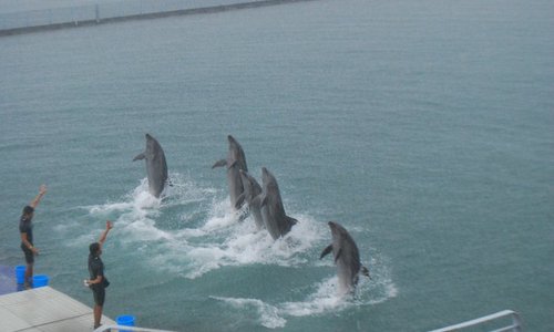 Dolphins doing their farewell stint.