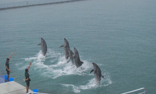 Dolphins doing their farewell stint.