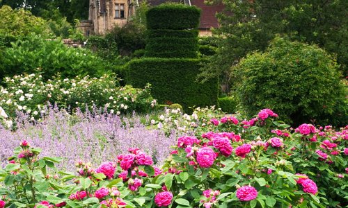Rose garden in June