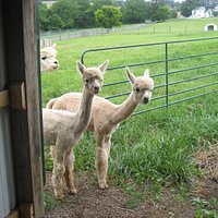 Young alpacas