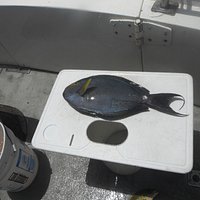 A fish we Caught