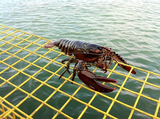 portland maine lobster tour