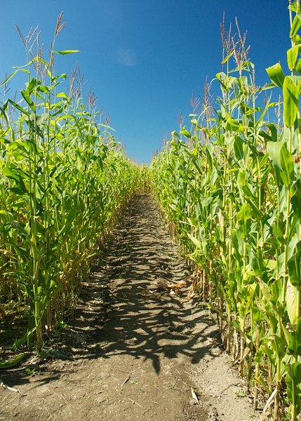 Wolfe Island Corn Maze image