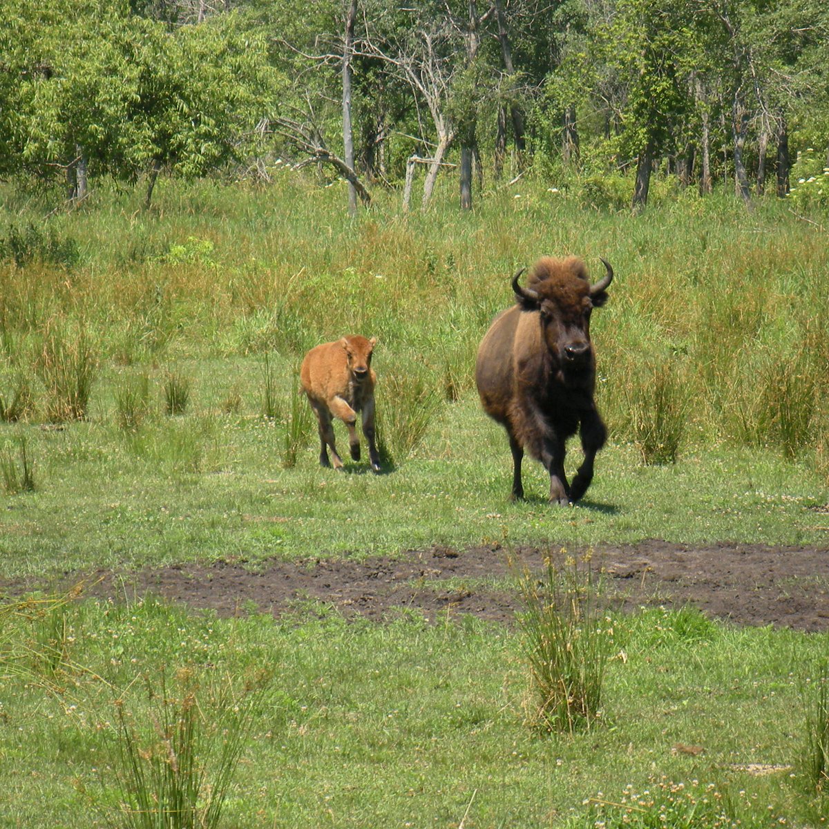 the-buffalo-ranch-hanover-the-buffalo-ranch-yorumlar-tripadvisor