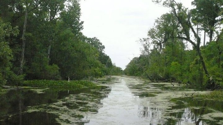 swamp tours laplace louisiana