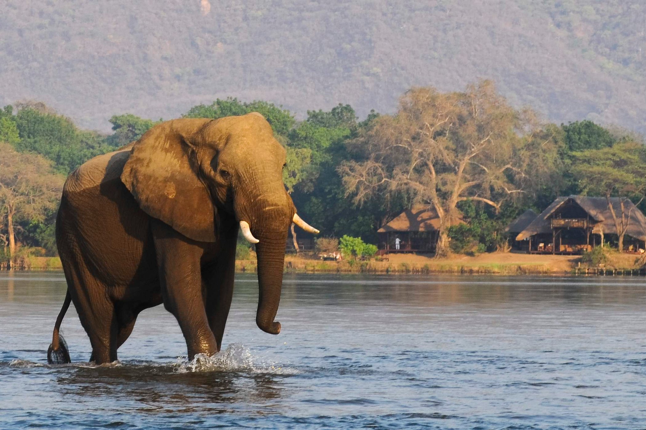 Chiawa Luxury Tented Camp by null