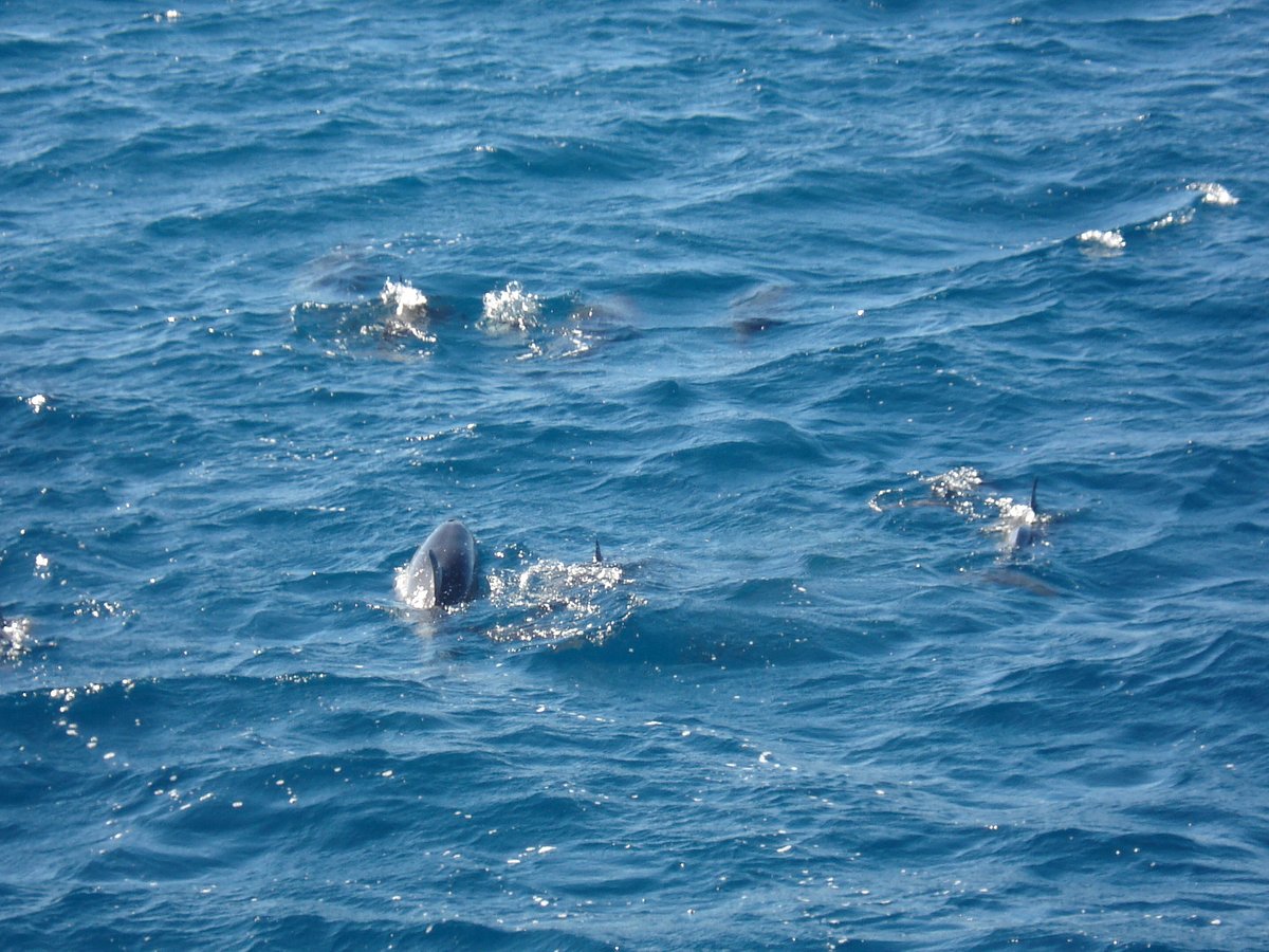 Hawaiian Spinner Dolphins - Maui Magic Snorkel - Molokini Snorkel