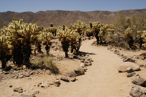 Cholla Cactus Garden 2025 All You Need To Know BEFORE You Go With Trail
