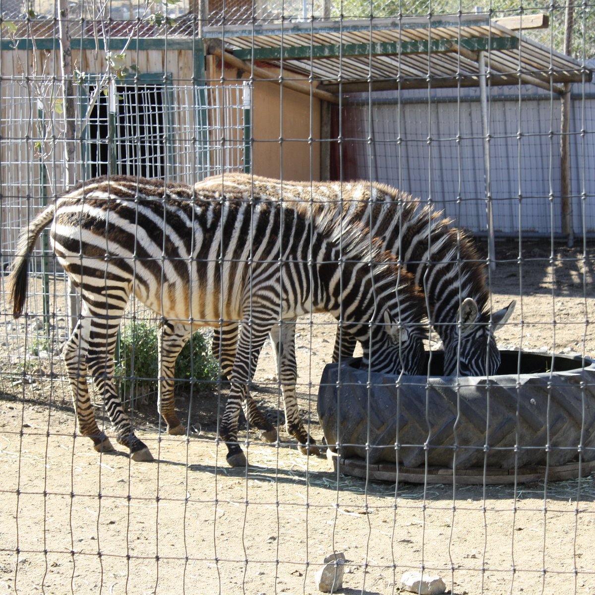 sierra safari zoo by owner