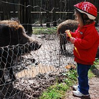 Wildschweingehege im Fürther Stadtwald