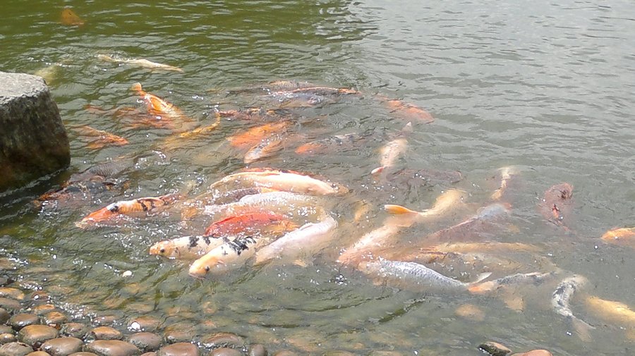 Hungry fish