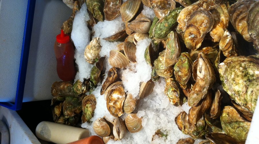 The oysters and clams