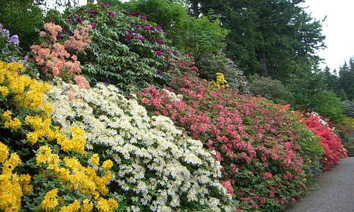 Rhododendrons & azaleas feature in May