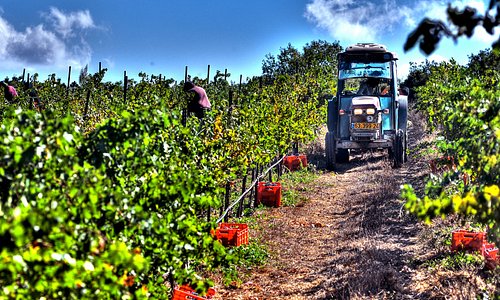 hand harvest at Saslove- Tsivon organic vineyard