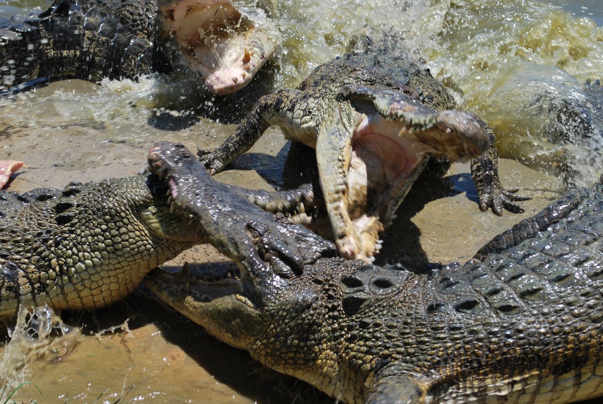 Tuaran Crocodile Farm: лучшие советы перед посещением - Tripadvisor