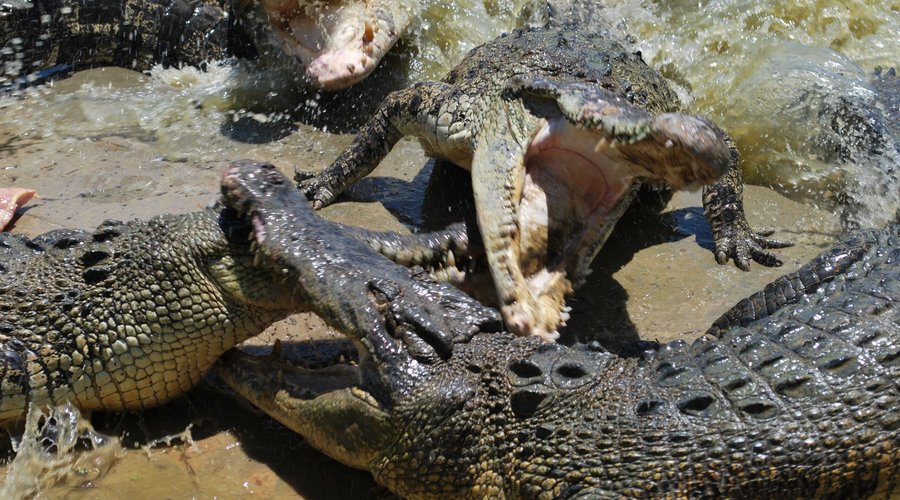 Tuaran Crocodile Farm - All You Need to Know BEFORE You Go (2025)