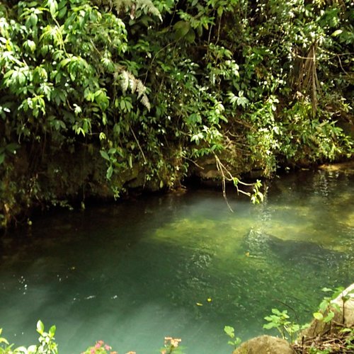 Toro Negro State Forest (Puerto Rico)