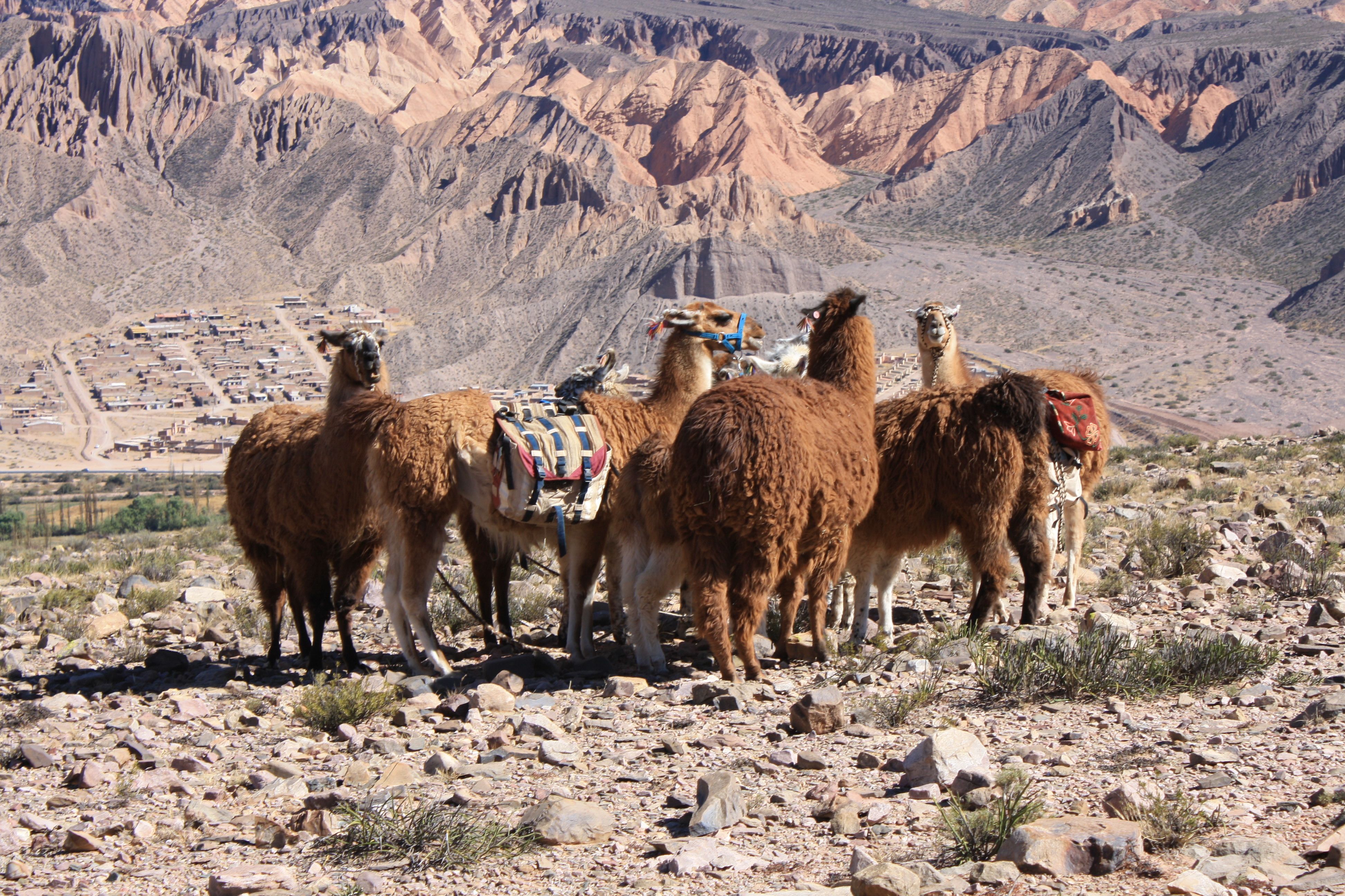 Caravana de Llamas All You Need to Know BEFORE You Go 2024