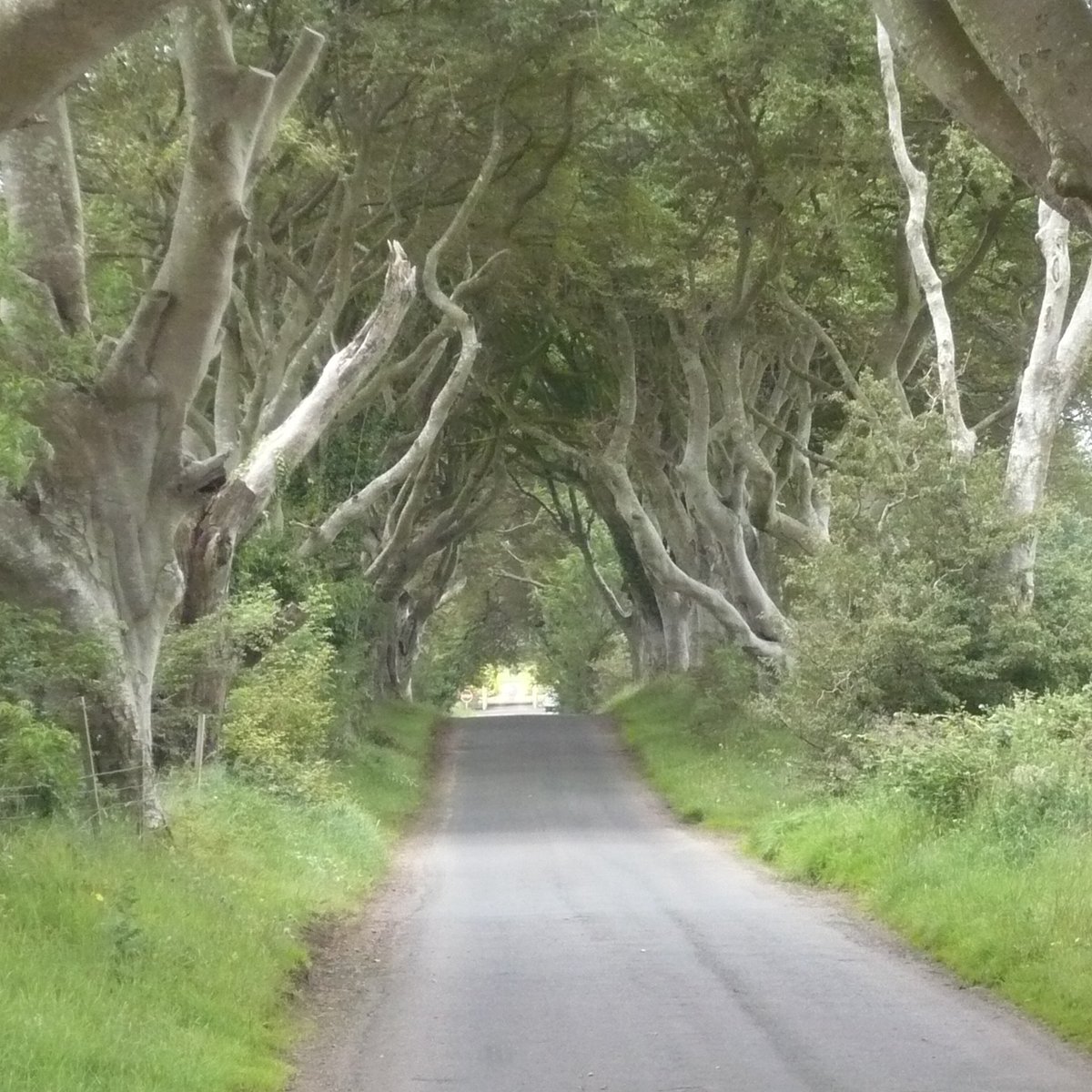 The Dark Hedges, Ballymoney: лучшие советы перед посещением - Tripadvisor